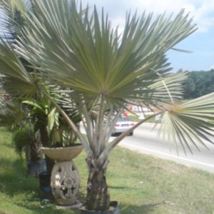 Latania verschaffeltii (Yellow Latan Palm)