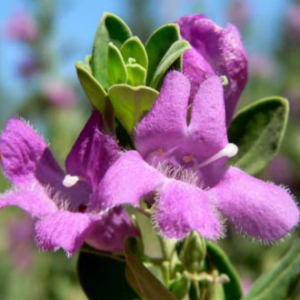 Leucophyllum frutescens Green Cloud (Texas Sage)