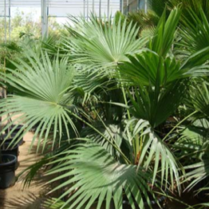 Livistona chinensis (Chinese Fan Palm, Fountain Palm)