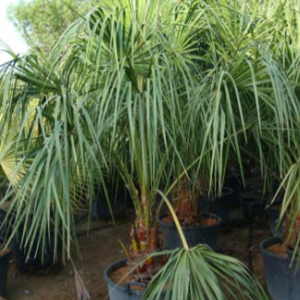 Livistona decipiens (Fountain Palm)