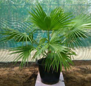 Livistona rotundifolia (Fan Palm)