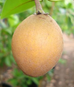 Manilkara zapota (Chickoo)