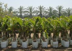 Mascarena lagenicaulis (Bottle Palm)