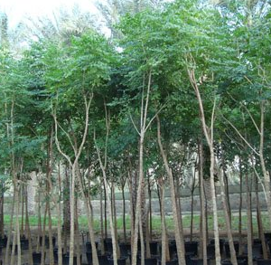 Millingtonia hortensis