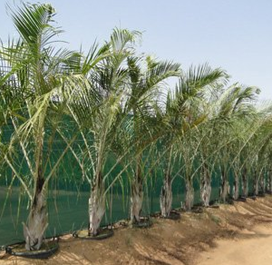 Neodypsis decaryi (Triangle Palm)