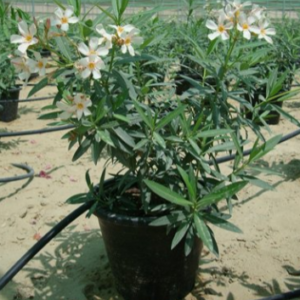 Nerium oleander (Oleander)