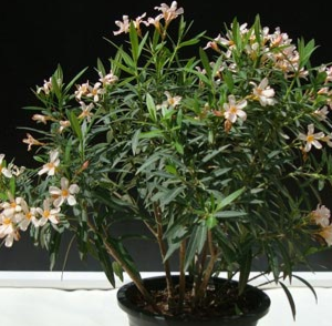 Nerium oleander Petite Pink (Oleander)