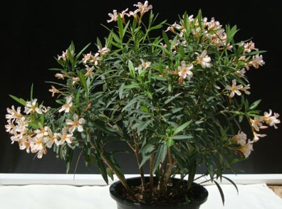 Nerium oleander Petite Pink (Oleander)