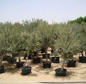 Olea europea