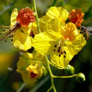 Parkinsonia aculeata