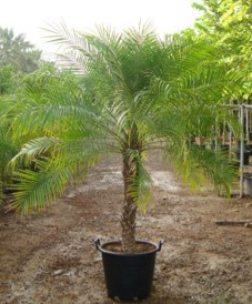 Phoenix roebelenii (Date Palm)