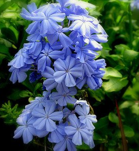 Plumbago auriculata Blue (Plumbago, Cape Leadwort)