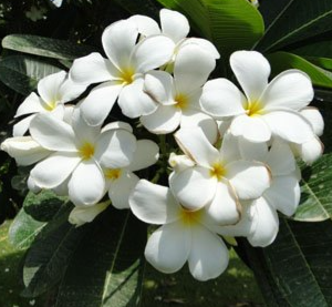 Plumeria obtusa (Frangipani, Plumeria)
