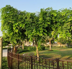 Pongamia glabra