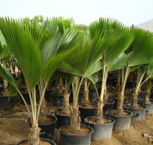 Pritchardia pacifica (Fiji Fan Palm)