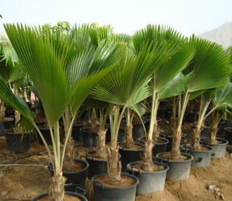 Pritchardia pacifica (Fiji Fan Palm)