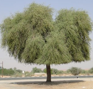 Prosopis cineraria