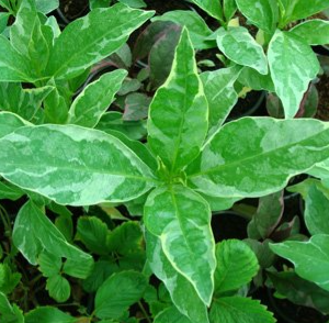 Pseuderanthemum atropurpureum Black Vernish (Eranthemum Black)