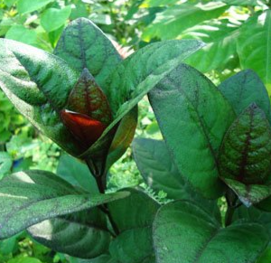 Pseuderanthemum reticulatum Green (Eranthemum Green)