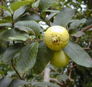 Psidium guajava (Guava)