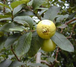 Psidium guajava (Guava)
