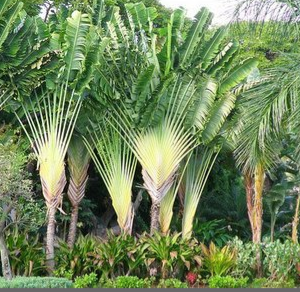 Ravenala madagascariensis