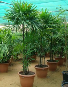 Rhapis excelsa (Lady Palm)