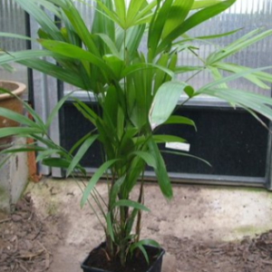 Rhapis humilis (Lady Palm)