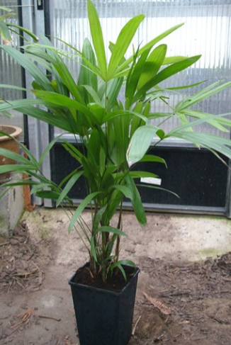 Rhapis humilis (Lady Palm)