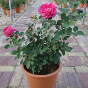 Rosa Spp. (Rose)
