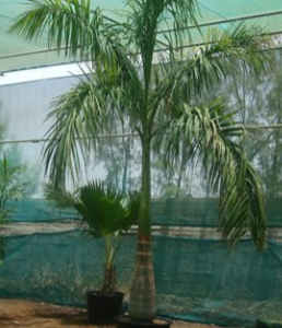 Roystonea regia (Royal Palm)
