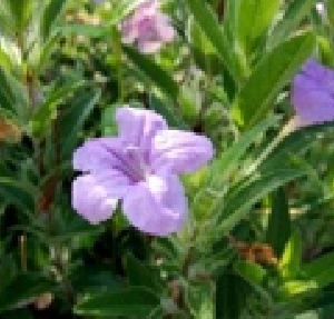 Ruellia ciliosa (Ruellia)