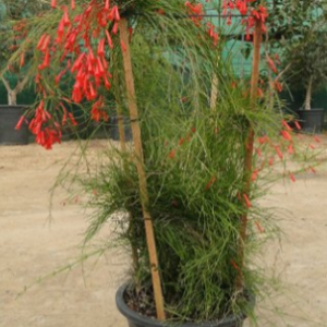 Russelia equisetiformis (Coral Plant, Firecracker Plant)