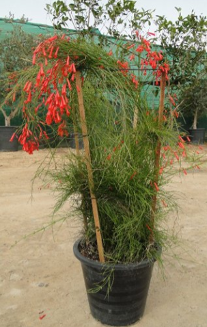 Russelia equisetiformis (Coral Plant, Firecracker Plant)