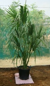 Sabal palmetto (Palmetto Palm)