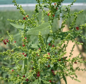 Salvadora persica (Toothbrush Tree, Miswak)