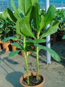 Scaevola frutescens (Vahl Beach Naupaka, Hawaiian Half Flower, Sea Lettuce)
