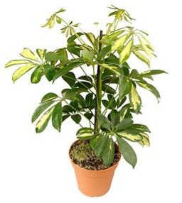 Schefflera Gerda