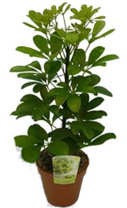 Schefflera Nora