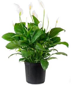 Spathiphyllum