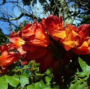 Spathodea campanulata