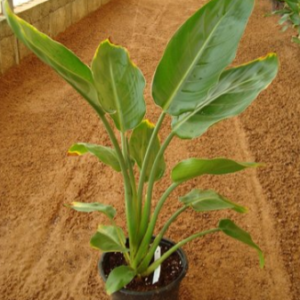 Strelitzia nicolai (Giant Bird of Paradise, Natal Strelitzia, Wild Strelitzia)