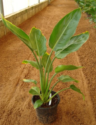 Strelitzia nicolai (Giant Bird of Paradise, Natal Strelitzia, Wild Strelitzia)