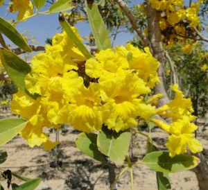 Tabebuia argentea
