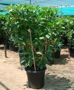 Tabernaemontana coronaria (Crepe Jasmine, East Indian rosebay, Paper gardenia)