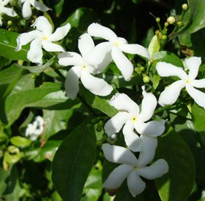 Tabernaemontana divaricata (Crepe Jasmine, East Indian rosebay, Paper gardenia)