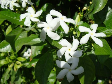 Tabernaemontana divaricata (Crepe Jasmine, East Indian rosebay, Paper gardenia)
