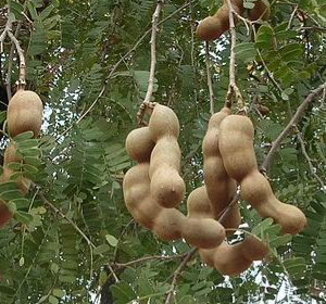 Tamarindus indica (Tamarind)