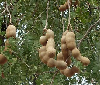 Tamarindus indica (Tamarind)