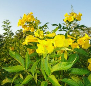 Tecoma stans (Trumpet bush, Yellow bells, Yellow elder)